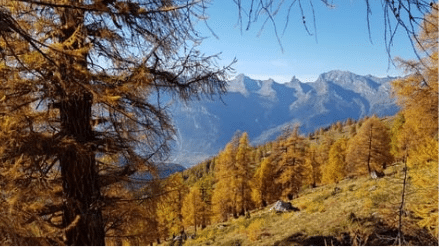 automneWEB